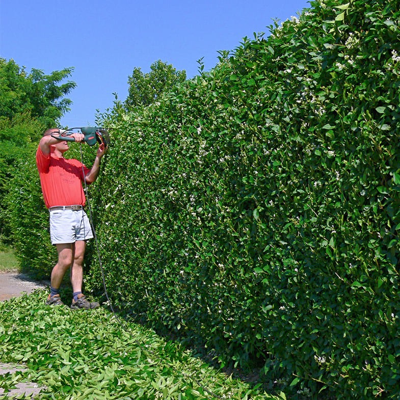 Graines De Troène Du Japon (Ligustrum Japonicum) – 50 Graines Reproductibles Pour Haies Persistantes Ou Bonsaï - 8