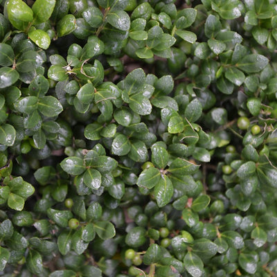 Houx Crénelé (Ilex Crenata)