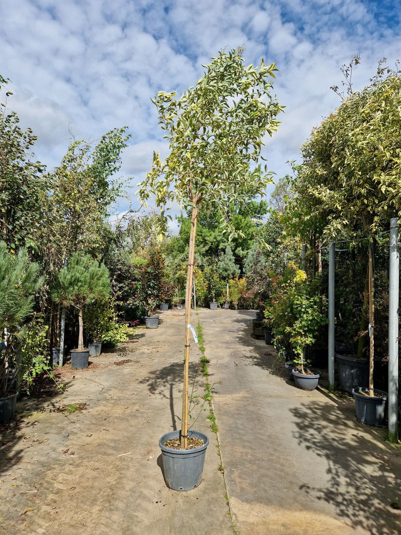 Troène du Japon Panaché (Ligustrum Japonicum 'Excelsum Superbum')