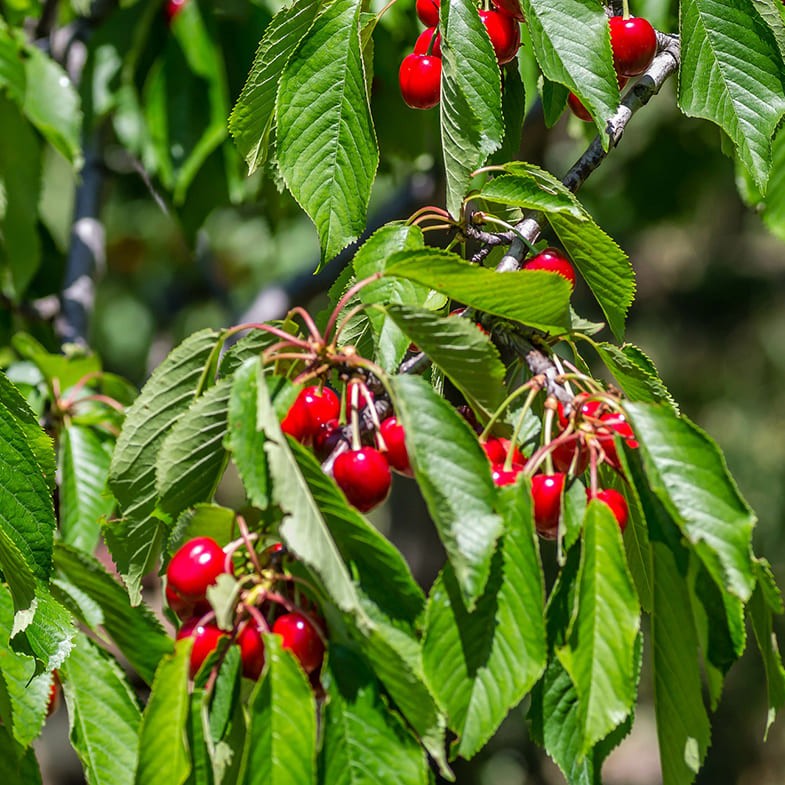 Cerisier Bigarreau Burlat (Prunus avium Bigarreau Burlat)