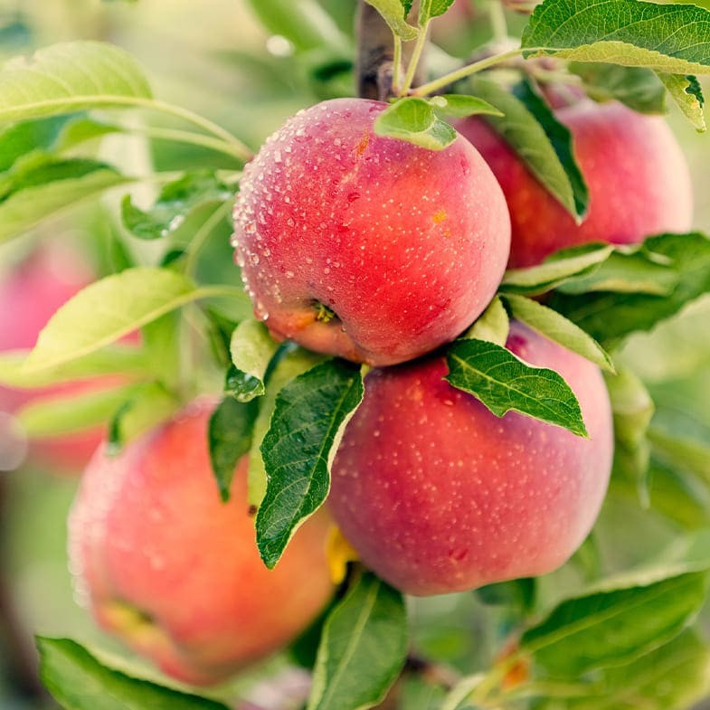 Pommier Gala (Malus domestica Gala)