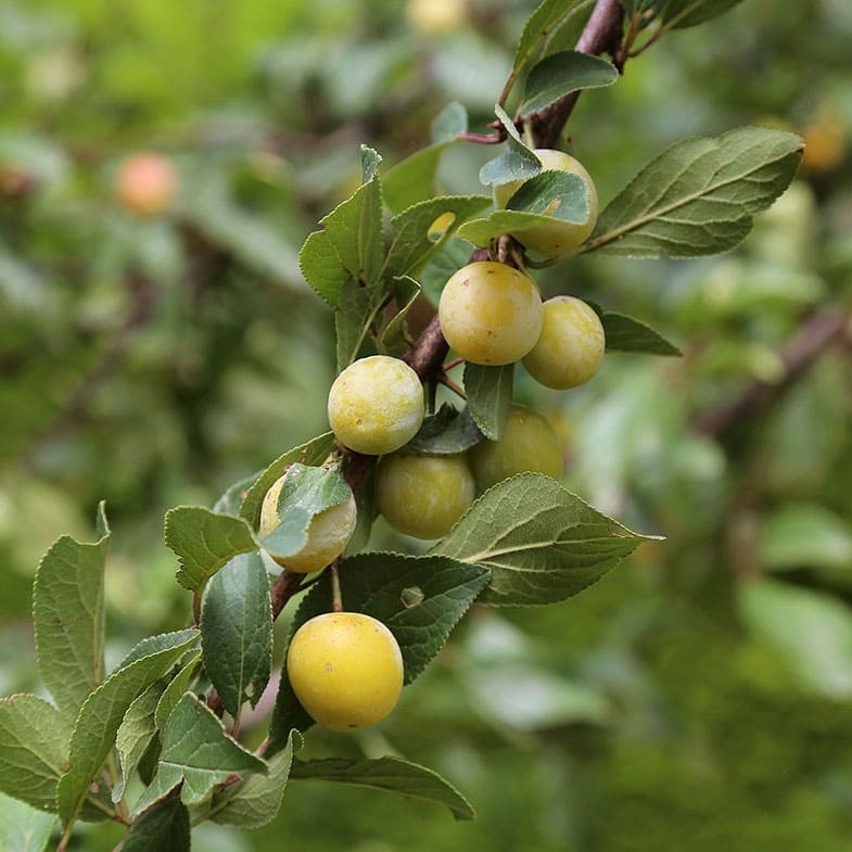 Prunier Reine Claude Dorée (Prunus Domestica Reine Claude)