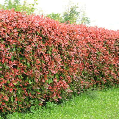 Photinia Red Robin (En touffe)