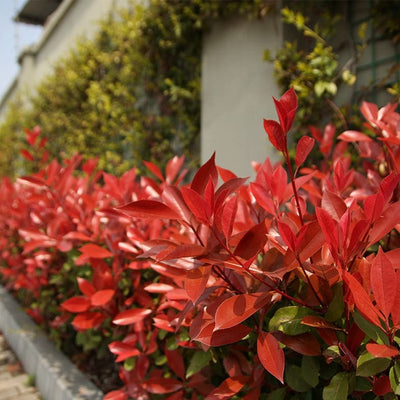 Photinia Fraseri Carré Rouge