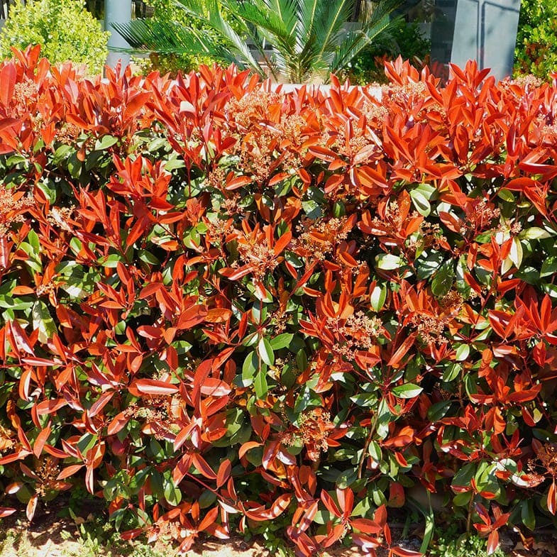 Photinia Fraseri Carré Rouge