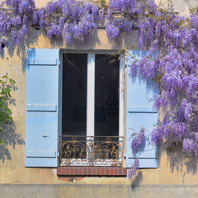 Glycine (Wisteria Brachybotrys)