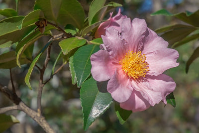 Camélia d'Automne (Camélia Sasanqua)