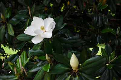 Magnolia à feuilles persistantes (Magnolia Grandiflora)