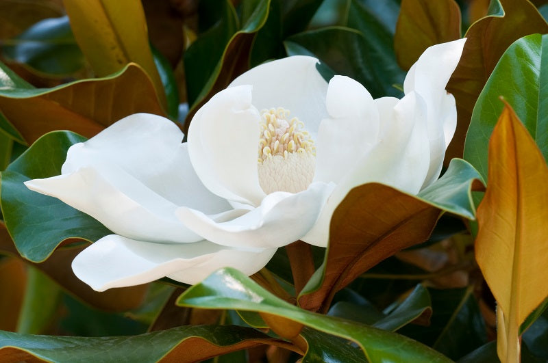 Magnolia à feuilles persistantes (Magnolia Grandiflora)