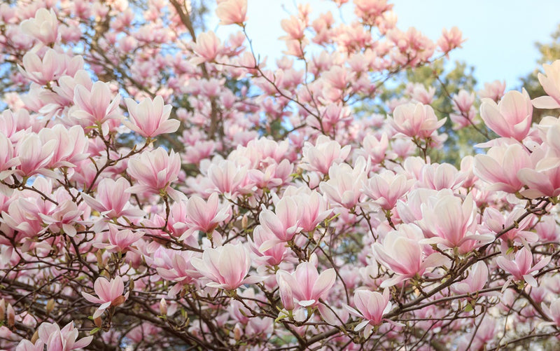 Magnolia Susan