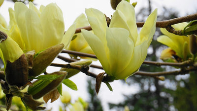 Magnolia (Magnolia Yellow River)