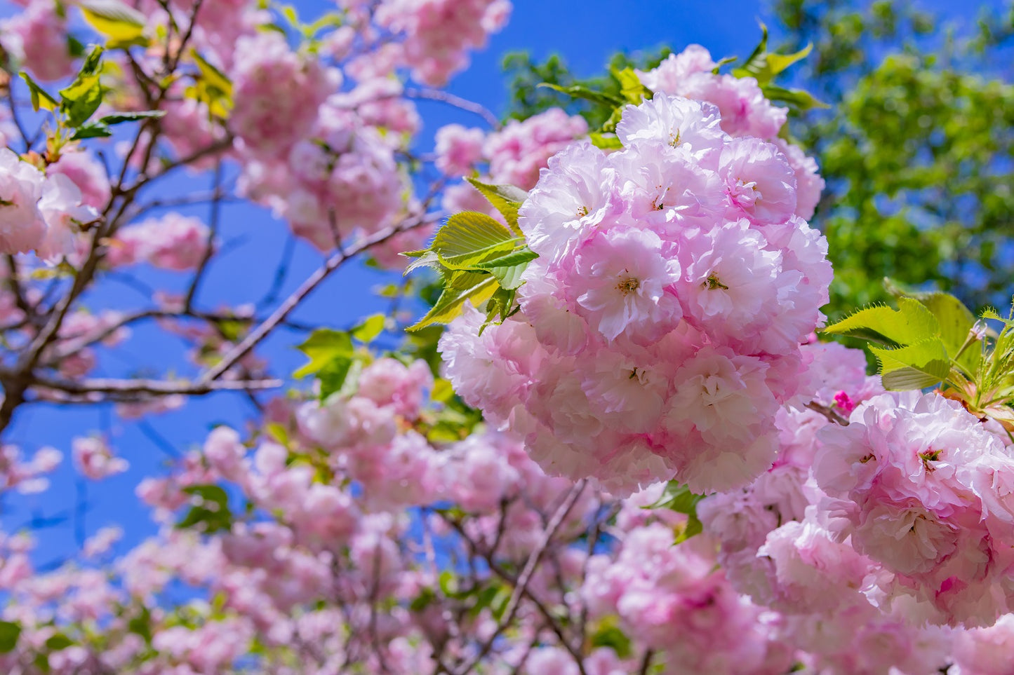 Cerisier Japonais à Fleurs (Prunus Serrulata Kanzan)