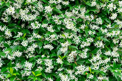 Jasmin Étoilé Grimpant (Trachelospermum Jasminoides)