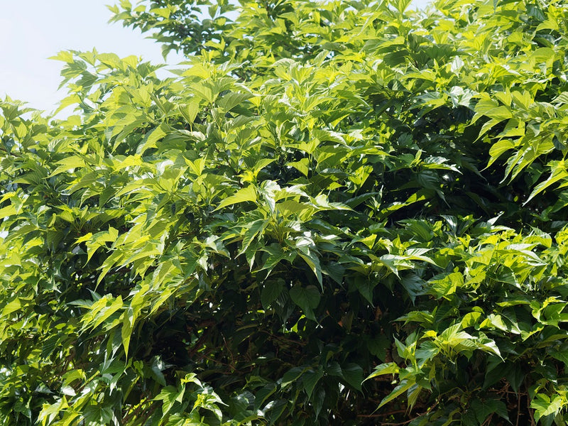 Mûrier Platane Stérile (Morus Platanifolia Fruitless)