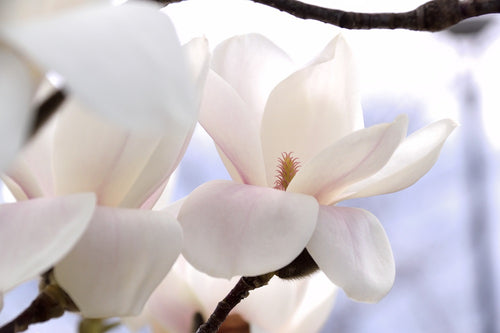 Magnolia Yulan (Denudata)