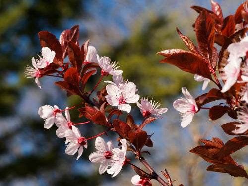 Cerisier Japonais à Fleurs (Prunus Pissardii)