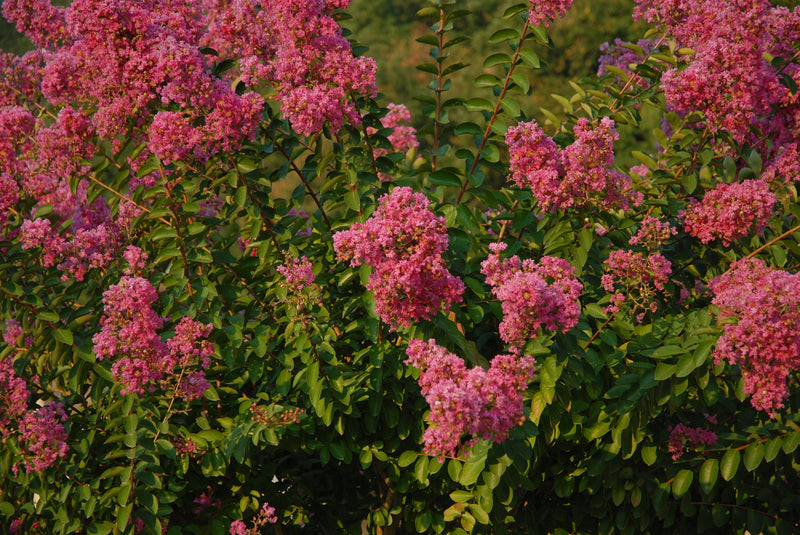 Lilas des indes (Lagerstroemia)