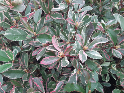 Photinia Pink Marble (Photinia Fraseri Pink Marble)