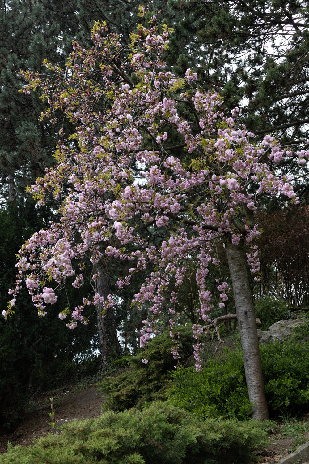 Cerisier Japonais pleureur à fleurs (Prunus Serrulata Kiku Shidare zak –  Plante Île-de-France