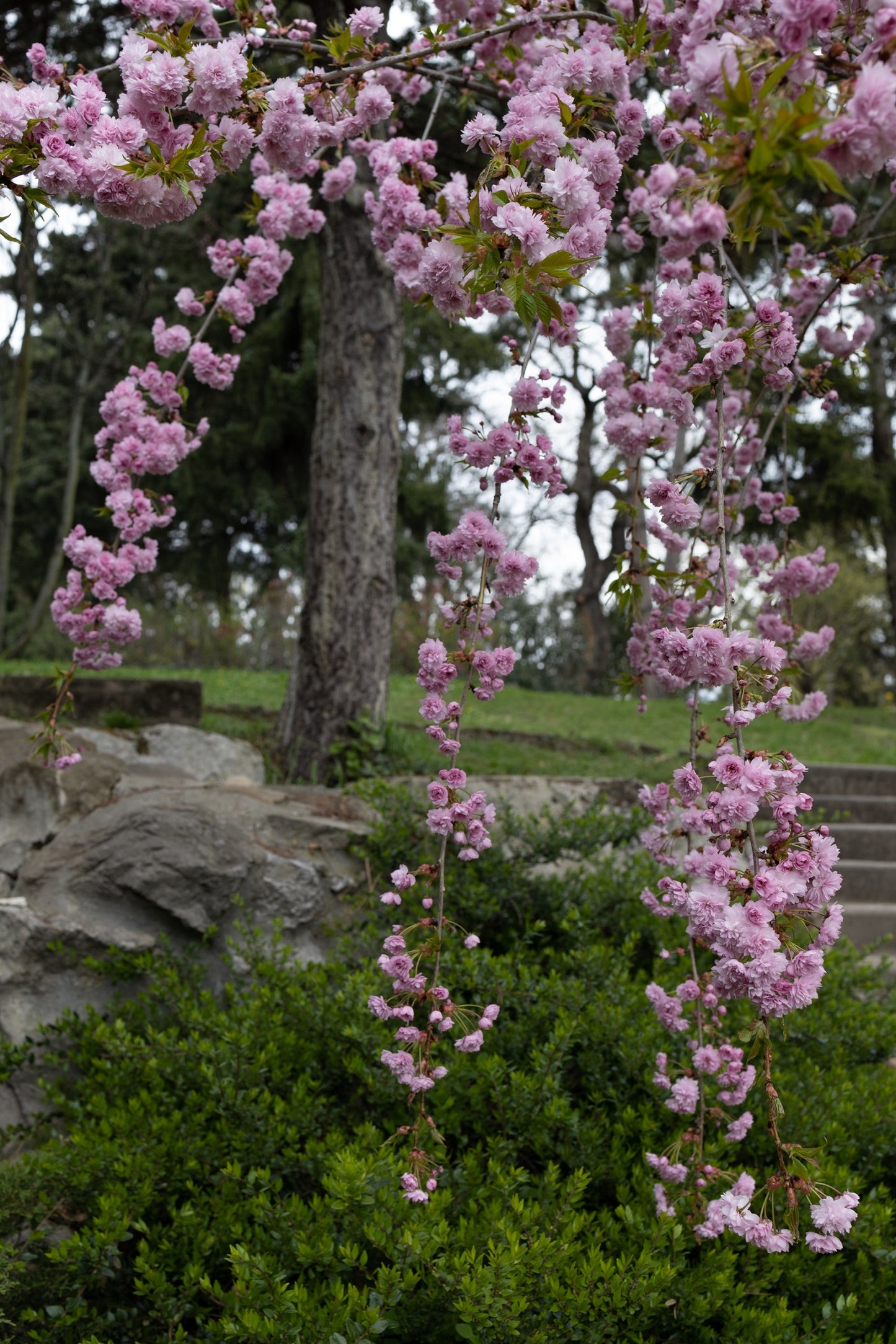 Cerisier Japonais pleureur à fleurs (Prunus Serrulata Kiku Shidare zak –  Plante Île-de-France