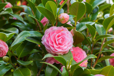 Camélia du Japon (Camelia Japonica)