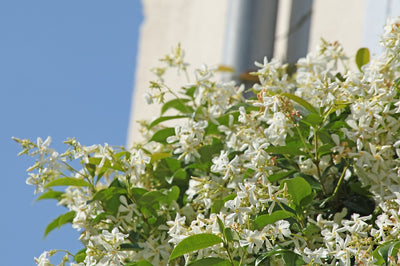 Jasmin Étoilé Grimpant (Trachelospermum Jasminoides)