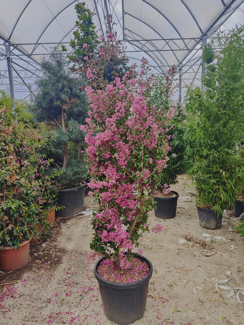 Lilas des indes (Lagerstroemia)