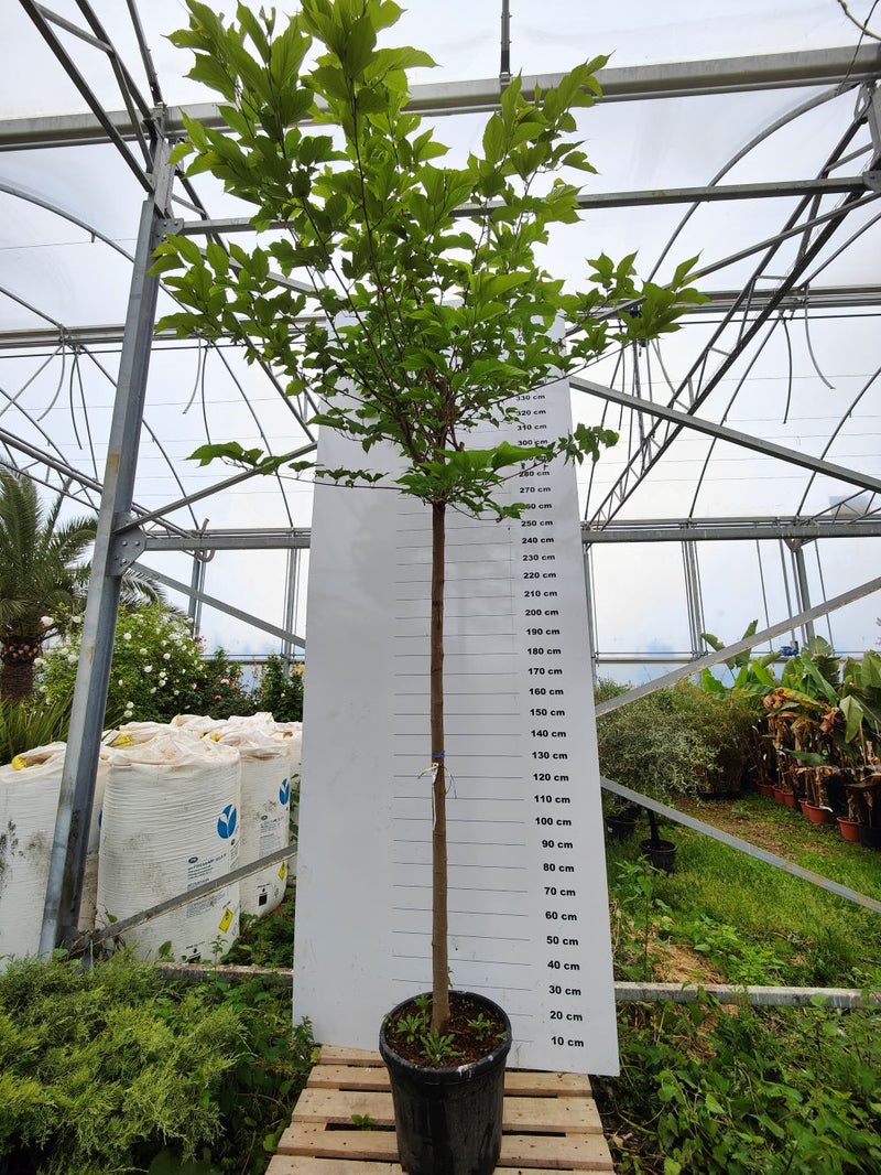 Mûrier Platane Stérile (Morus Platanifolia Fruitless)