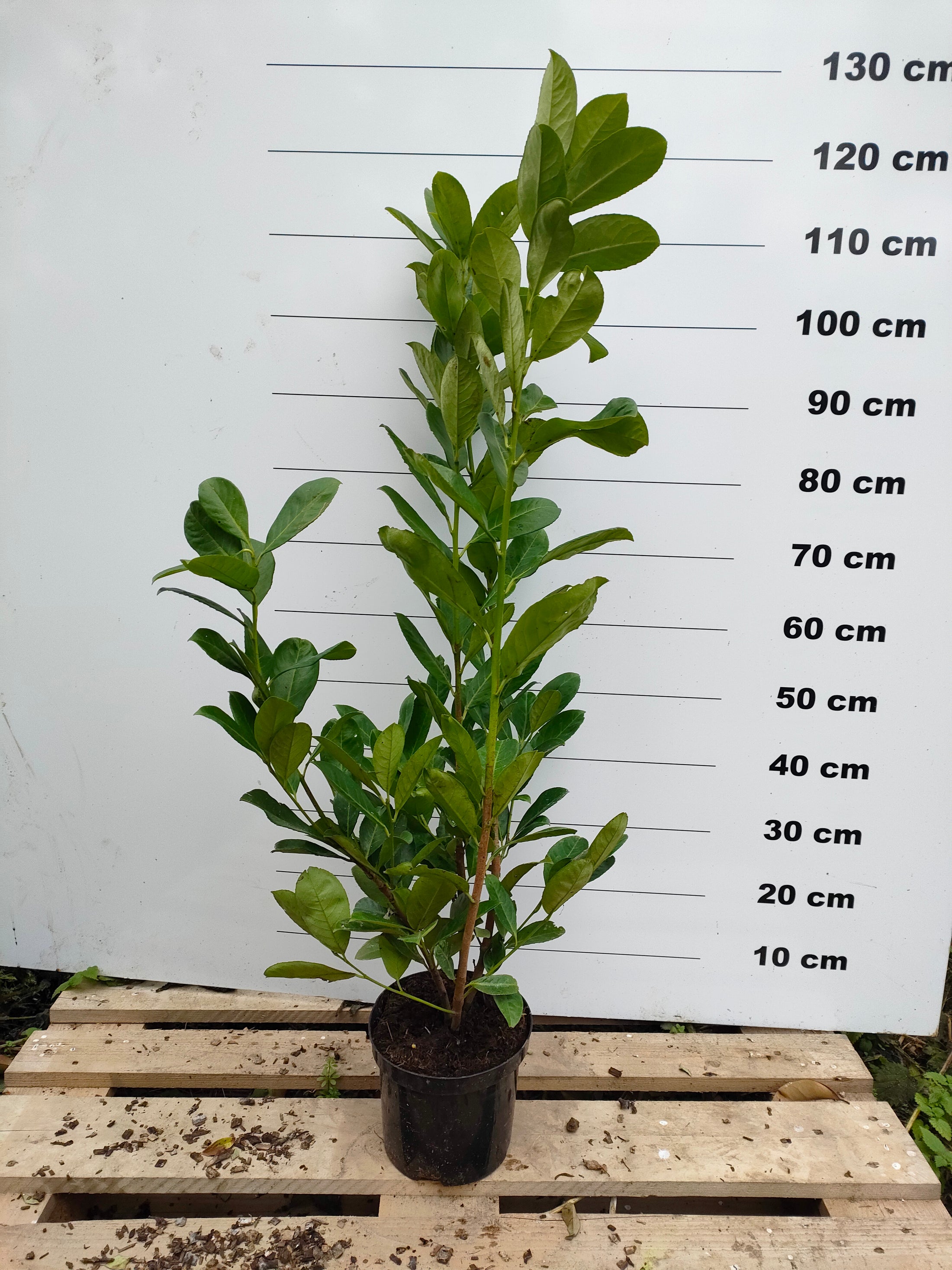 Prix Laurier Palme 1m50