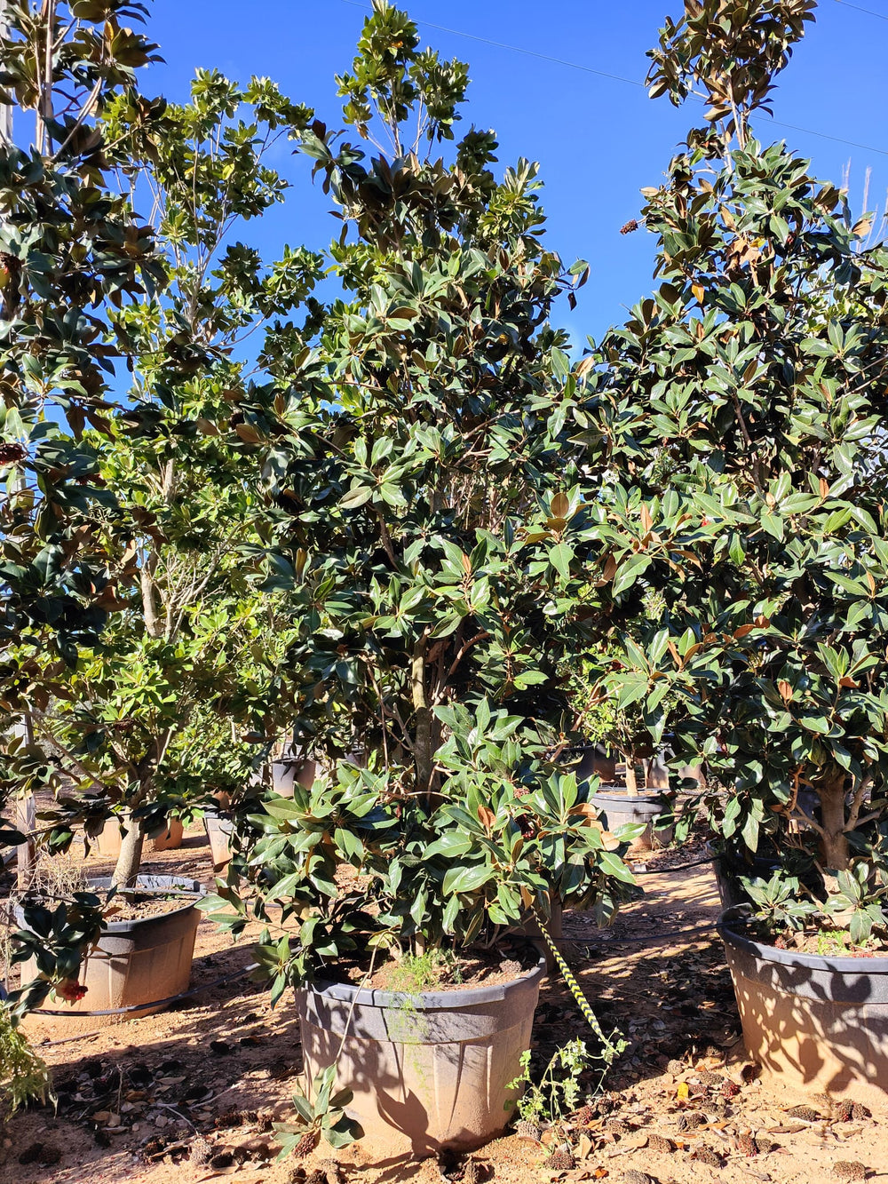 Magnolia Grandiflora