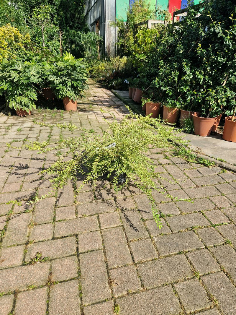 Chèvrefeuille arbustif (Lonicera Nitida)