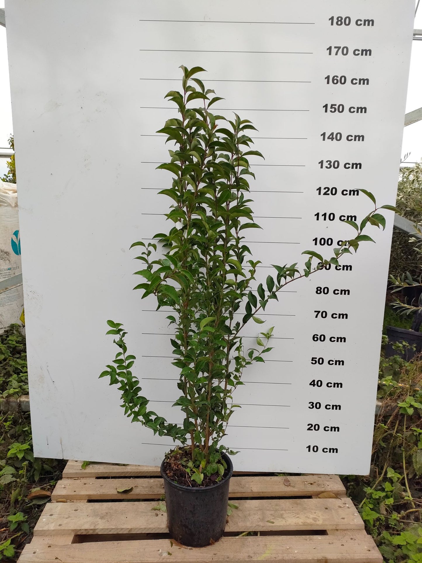 Troène du Japon (Ligustrum Japonicum)
