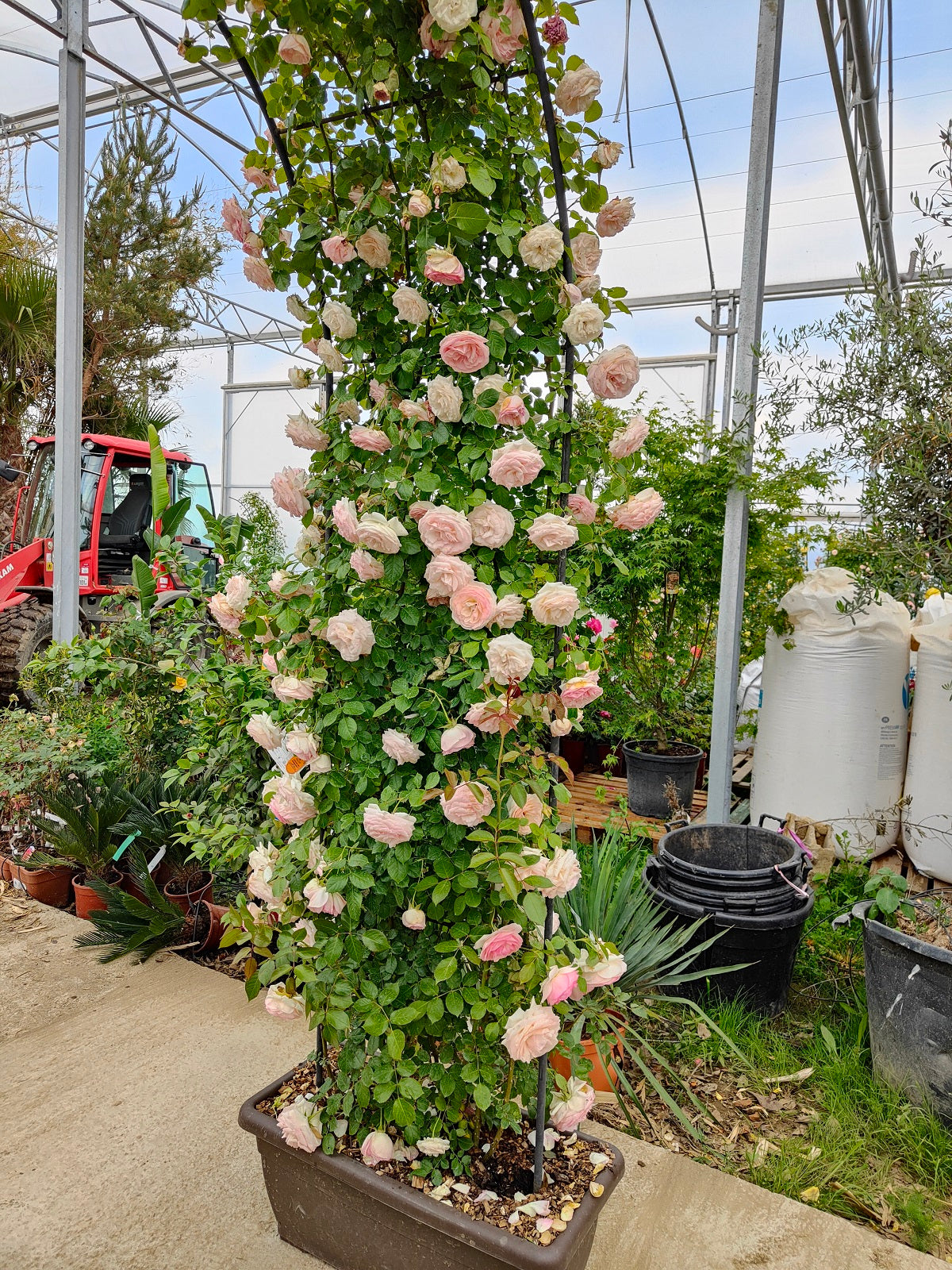 Rosier en Arche Plante le de France